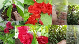 How To Propagate Balsam From Cutting In Water (with updates) காசித்தும்பை பூக்கள் செடி