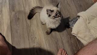 Cooper the Ragdoll likes to bite feet