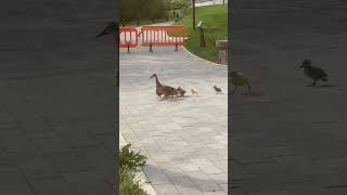 funny babyducks #funnyvideo #funnyanimals #funny #animalmemes #ducks