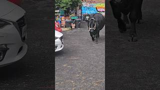 willow the cow making her way back to her pen