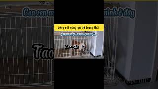 Lồng chỉ để trưng bày thôi nha Sen | hài hước mọi lúc #haihuoc #shorts