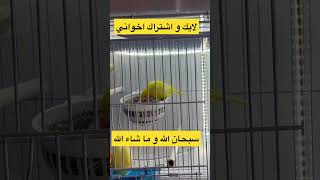 انثى #كناري تطعم فراخها #تزاوج_الكناري #الكناري #تحفيز #canary #animals #shorts #viral #amazigh