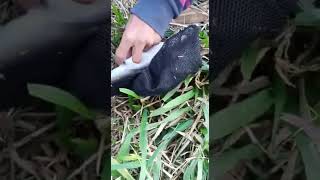 mengejutakan mancing umpan lumut batu dapetnya ikan ini..🎣💥‼️ part22