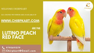 LUTINO PEACH RED FACE || AFRICAN LOVE BIRDS || LOVE BIRDS || ADULT PAIR  || CHIRPKART || CBE