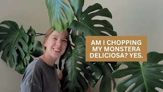 I'm chopping it! Creating a more full Monstera Deliciosa.