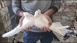 Smart Pigeon House | How To Make Amazing Pigeon House| Shanto Islam