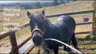 Shetland Ponies in the Extreme Heatwave- TV Ep 395