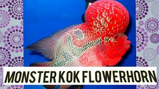 srd monster kok flowerhorn| monster kok flowerhorn| flowerhorn playing