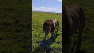 El tanque Black Rock de patrulla 🔥 (Oloshipa) #lion #shorts #short #nature #wildlife #viralvideo