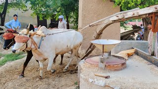 Bull-Powered Floor mill || old floor mill || operated with oxen || old Grinding Technology