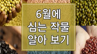 2023년 6월에 심는 작물 8가지 알아보기