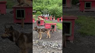 Dog sled summer camp, living space, Juneau Alaska