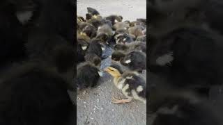 Cute Ducks 🦆Food Eat #duck #video #shorts #like #viral #india