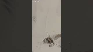 Cat Owner Finds Maintenance Workers Plastered Moggy BEHIND WALL || Dogtooth Media