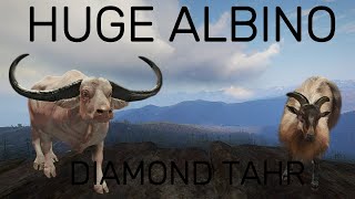 Hunting a HUGE ALBINO Water Buffalo!!! + Another Diamond Tahr!!!