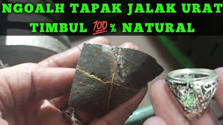 NGOLAH TAPAK JALAK URAT TIMBUL