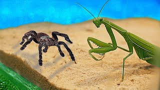 Mantis vs Tarantula