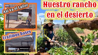 87~LLEGANDO AL RANCHO‼️YA VOLVIERON🐝TENEMOS MELONES🍈FUMIGACION #vlog #hortalizas