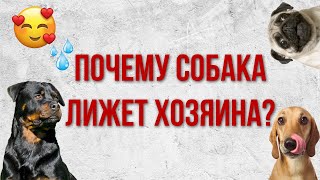 Почему собака лижет хозяина?/Почему собака облизывает нас?/Интервью с кинологом/Дрессировка собак