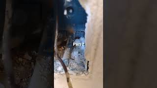 pest chewing on wires