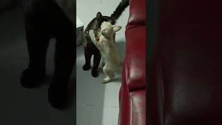 Kitty's Play With His Mom #lovely #kitten #cat #cute #cutepets #adorable #enjoy #happy #shorts