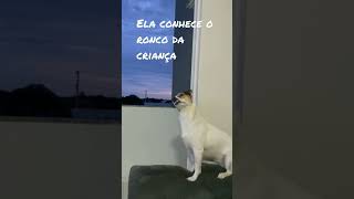 Reação do meu cachorro ao ver meu vídeo do YouTube na TV react dog motorcycle