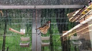 Sparrows for sale at gardens shops