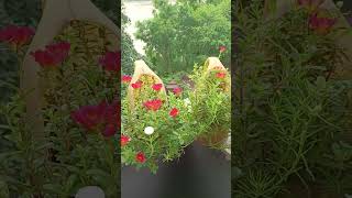 #flower shorts#viral garden shorts#odis video#sambalpuri vlogs by babli #YouTube shorts