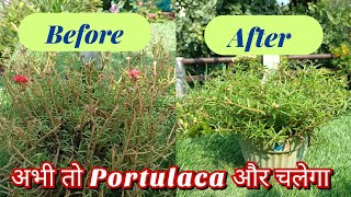 Portulaca plant|| office time|| 10 o'clock|| do this work right now