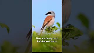 Sfrâncioc roșiatic - Red-backed Shrike-Lanius collurio #birdsofmoldova #wildlife #naturephotography