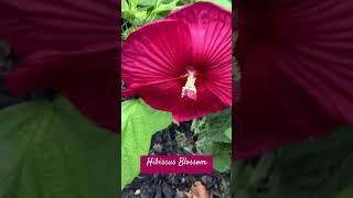 24 - 203 — Hibiscus Blossom