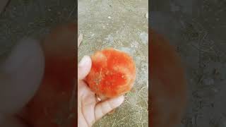 Buah mentega/apel beludru  ada yg doyan kah? #buah #kebun #sayur #tanaman#viral  #kontenkreator