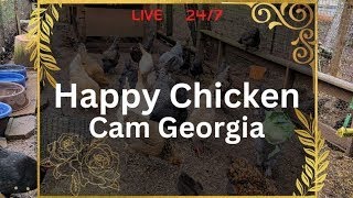 Happy chicken cam - Georgia