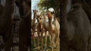 Five day old beautiful baby camels#shortsfeed #youtubeshorts #camel #virel #جمال