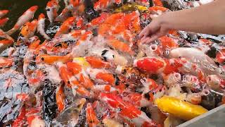 🇹🇭 [4k] Japanese KOI frenzy @ Paboon cafe ป้าบุญคาเฟ่​ PATTAYA THAILAND