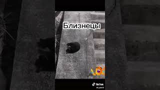 какое ты животное по 33?? #хочуврек