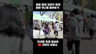 일본의 애견축제는 어떤 분위기 일까? #shorts