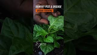 Expect Tips: Mastering the Art of Detecting Pests and Disease in Your Vegetable Garden