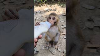 Dudhu pita bandar ka bachcha 🍼🍼🍼🐵🐵🐵#bandar #monkeyvideo #monkey 0561