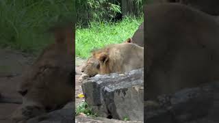 Lion snoring