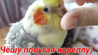 Чешу попугая кореллу!!!