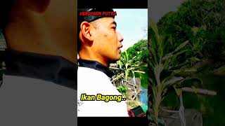 Alhamdulillah Strike Ikan Mahal #short #ketapelikan #slingshot #slingshotfish #viral #trending