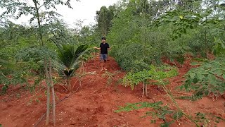 Weekend Farming #16: Post lockdown quick farm tour - Drumstick, Coconut, Agroforestry, Guava, Sapota