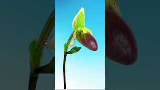 Time Lapse Of opening orchid ! Orchid.