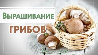 Бизнес на выращивании грибов. Топ интересных видео