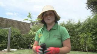 Tomato planting