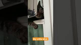 Funny cat! My little Idiot #cats #funnycats #funnyanimals #cuteanimals #animals