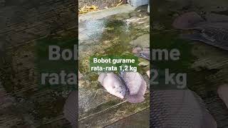 Cara Budidaya Ikan Gurame di Kolam Beton - Rata-Rata Bobot Ikan Gurame #shorts #ikan #gurame