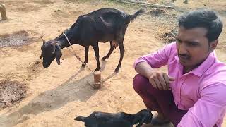 Bakri Jiska Baccha Fas Gya|Next Day Treatment |Bakri Ka Baccha Fas Jaye To Kya Ilaj Karenge|Vimal