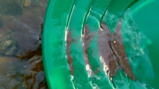 Show your biggest gold flake (panning in Maine)